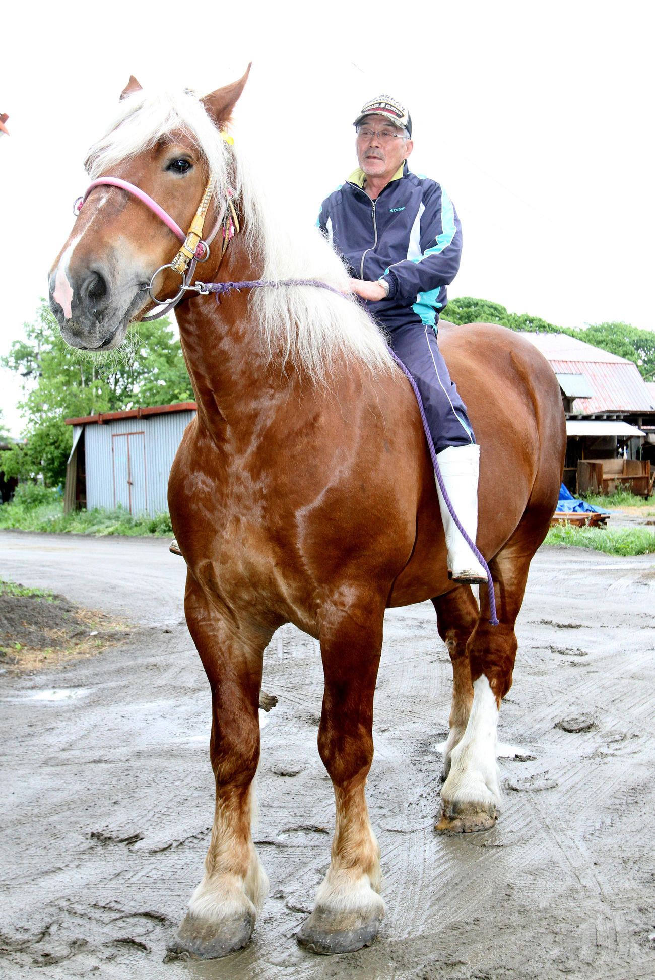 1トンを超す管理馬の運動をする金山師（17年6月撮影）