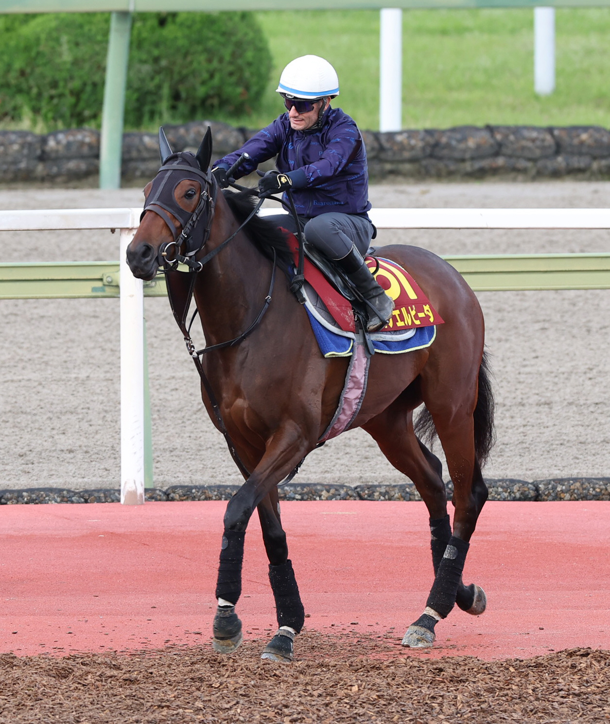 8日、デムーロ騎手を背に馬場入りするタガノエルピーダ