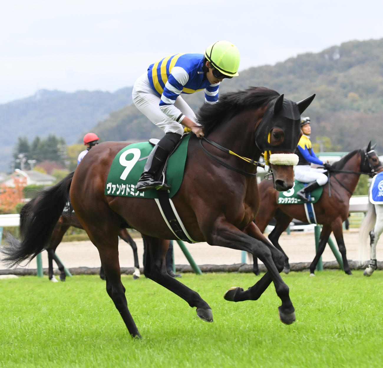 23年11月12日　福島記念、本馬場に入場したヴァンケドミンゴと角田大河騎手