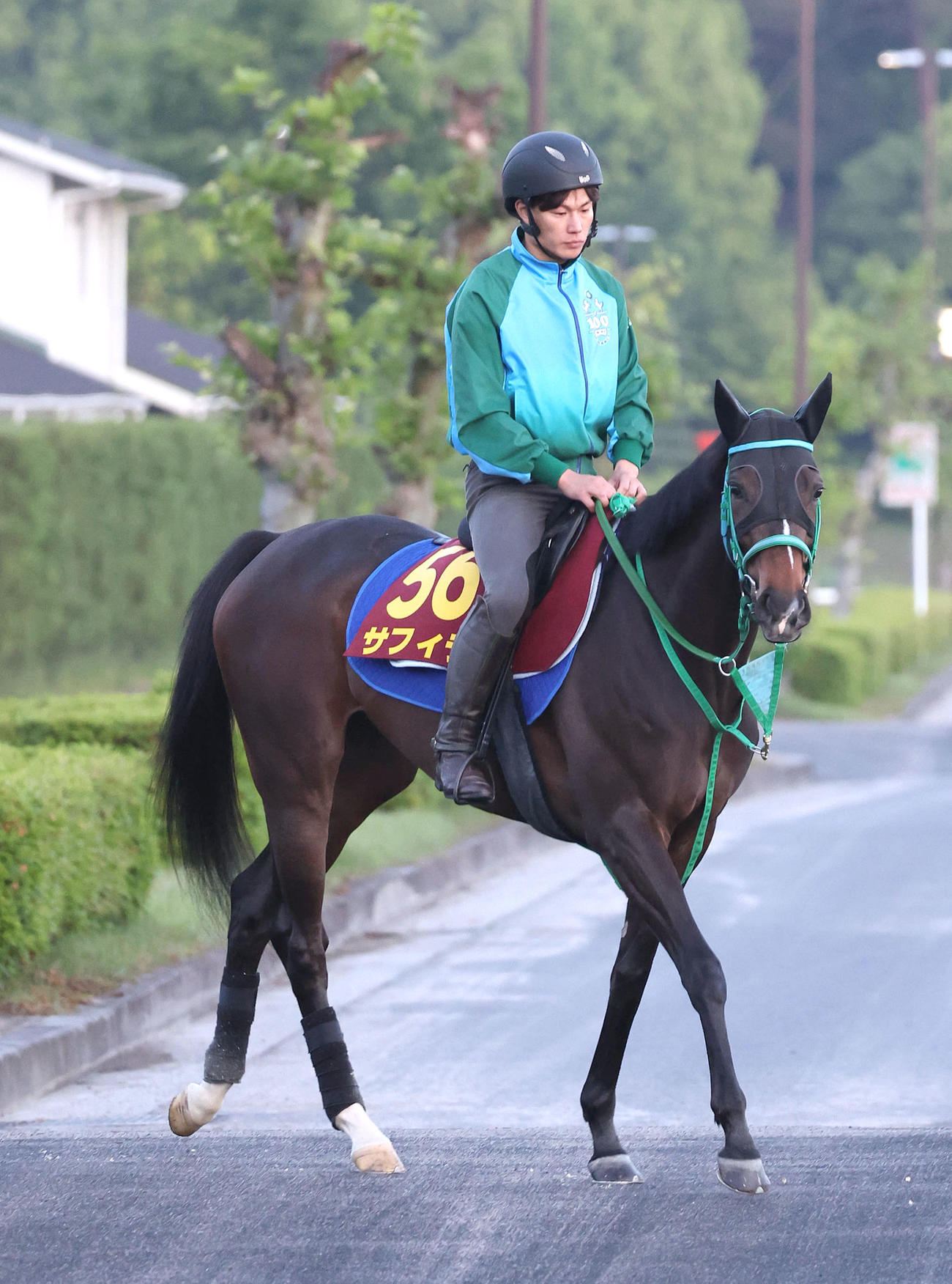 厩舎周りで運動するサフィラ（撮影・白石智彦）