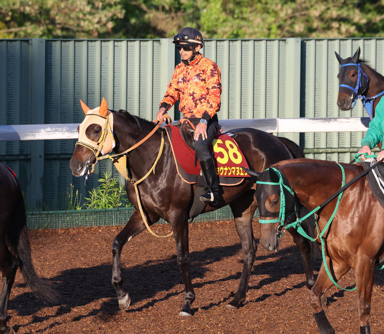 角馬場で運動するショウナンマヌエラ（撮影・白石智彦）