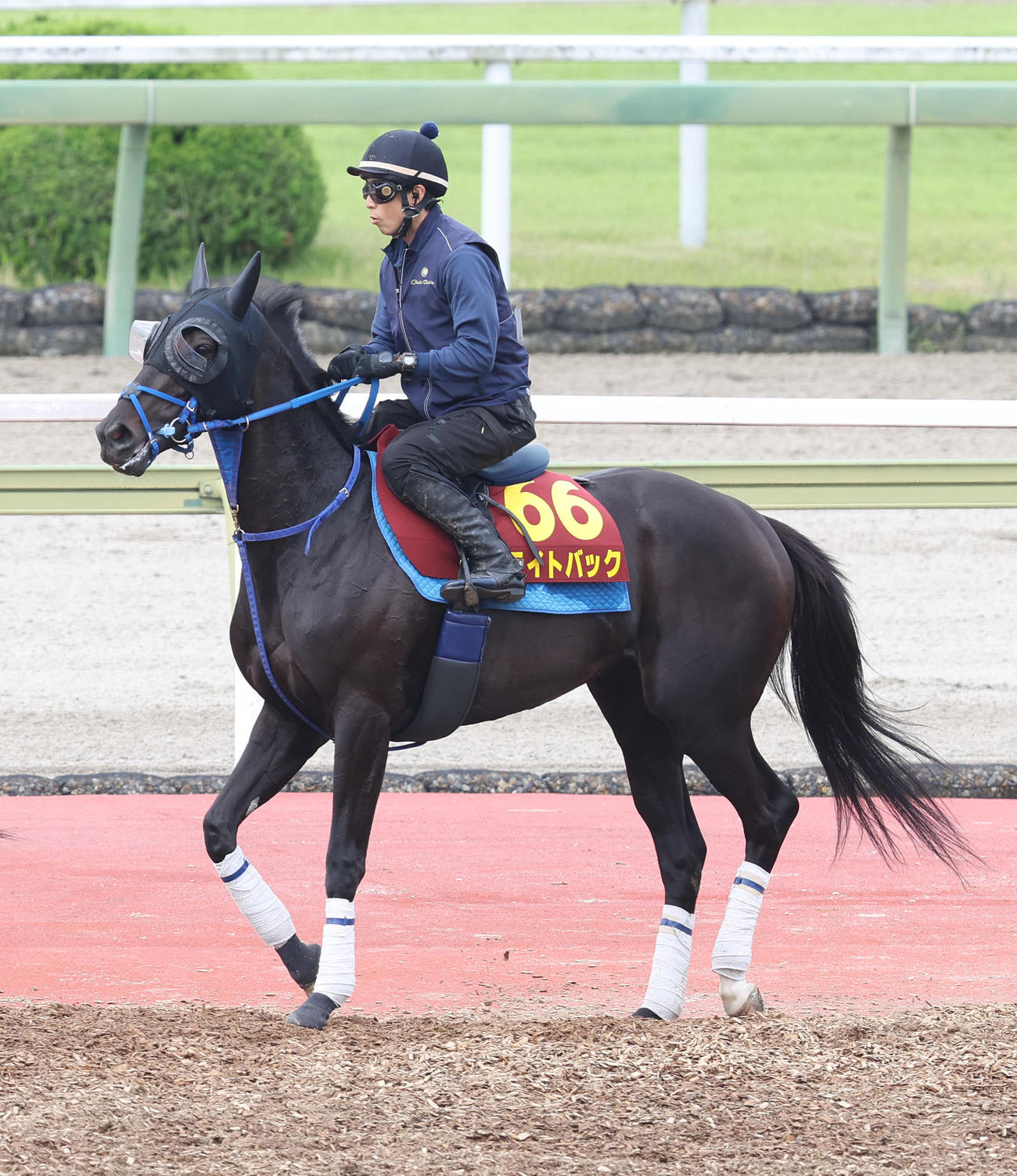 馬場入りするライトバック（撮影・白石智彦）