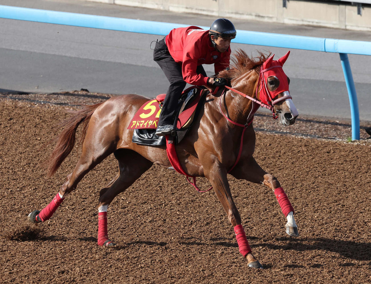 アドマイヤベルは美浦ウッドを単走で追い切られた（撮影・丹羽敏通）