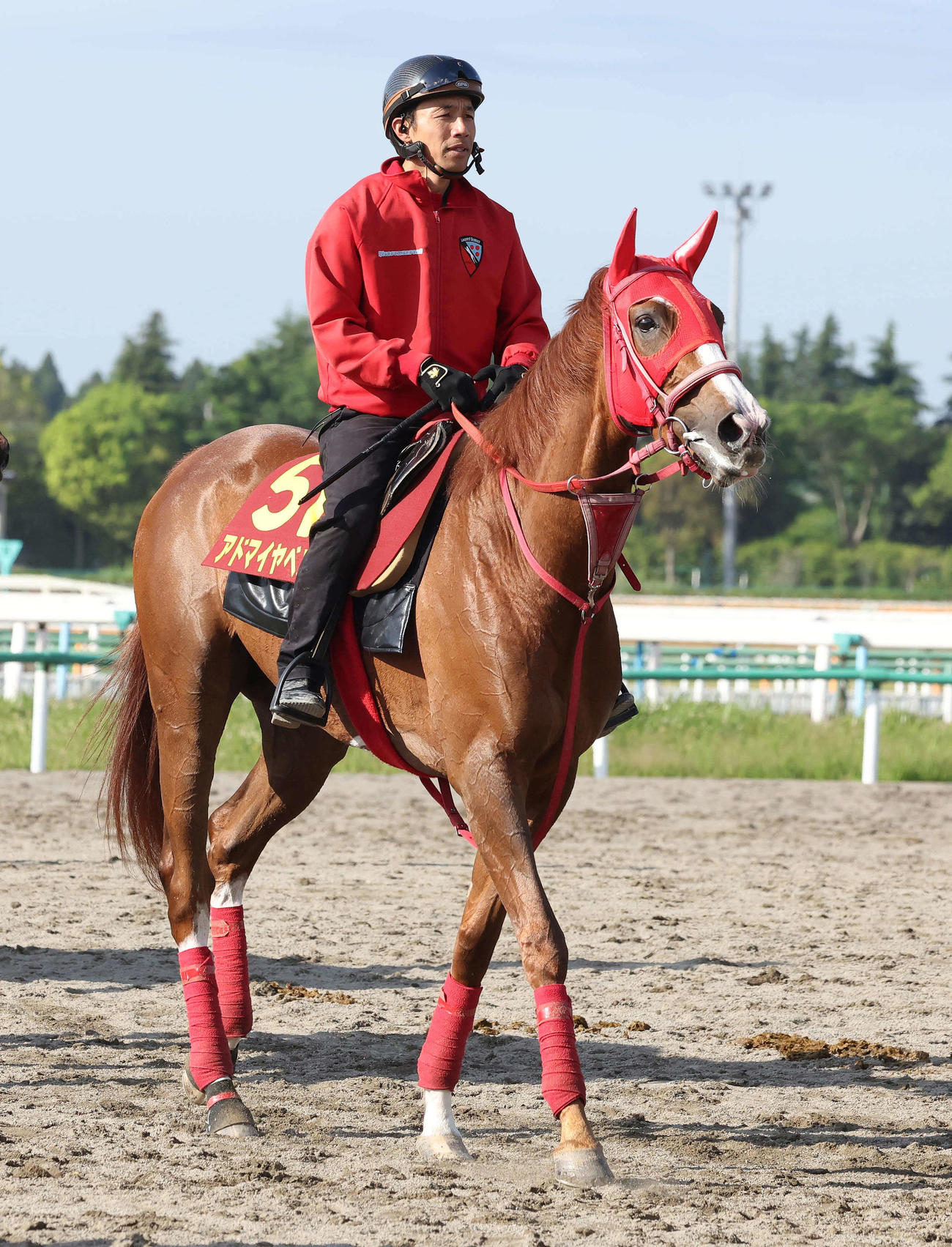 追い切りを終えて馬場を出るアドマイヤベル（撮影・丹羽敏通）