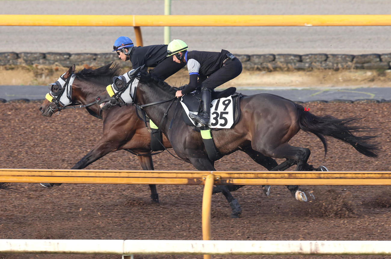 武豊騎手を背にCウッドをボルザコフスキー（右）と併せ馬で追い切るシュガークン（撮影・白石智彦）