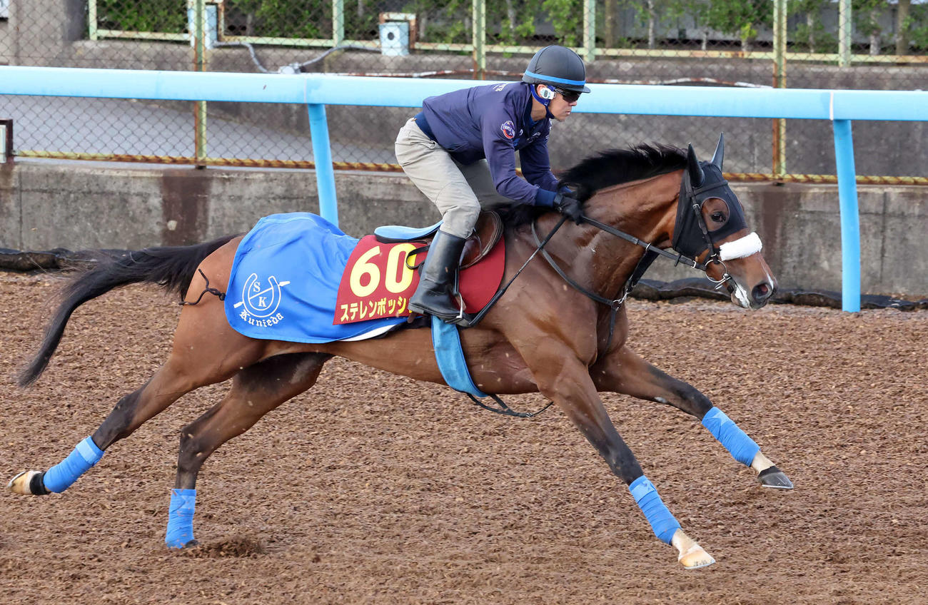 ステレンボッシュは美浦ウッドで追い切られた（撮影・丹羽敏通）