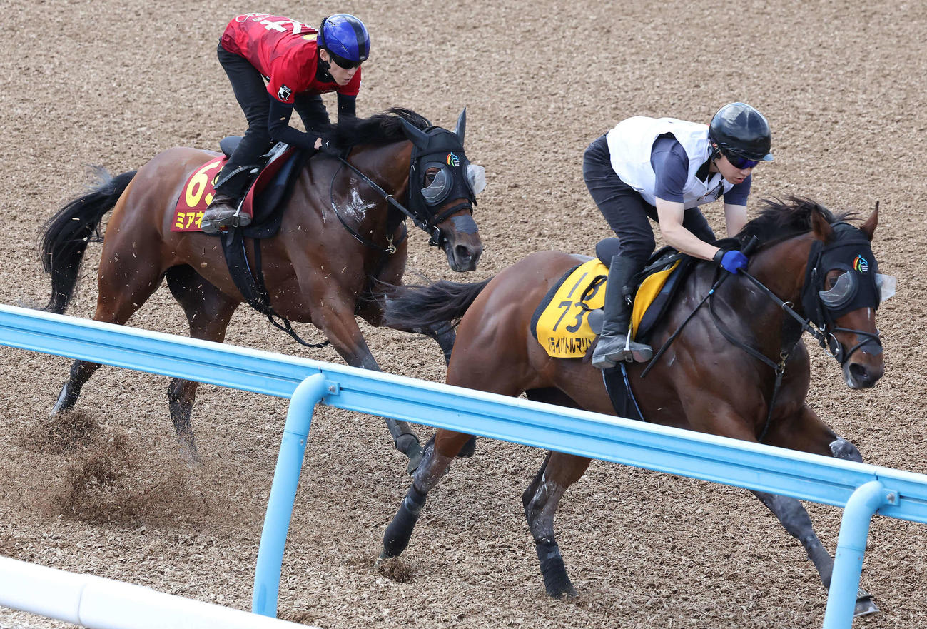 ミアネーロ（左）は津村騎手を背に美浦ウッドでパライバトルマリンと併せて追い切られた
