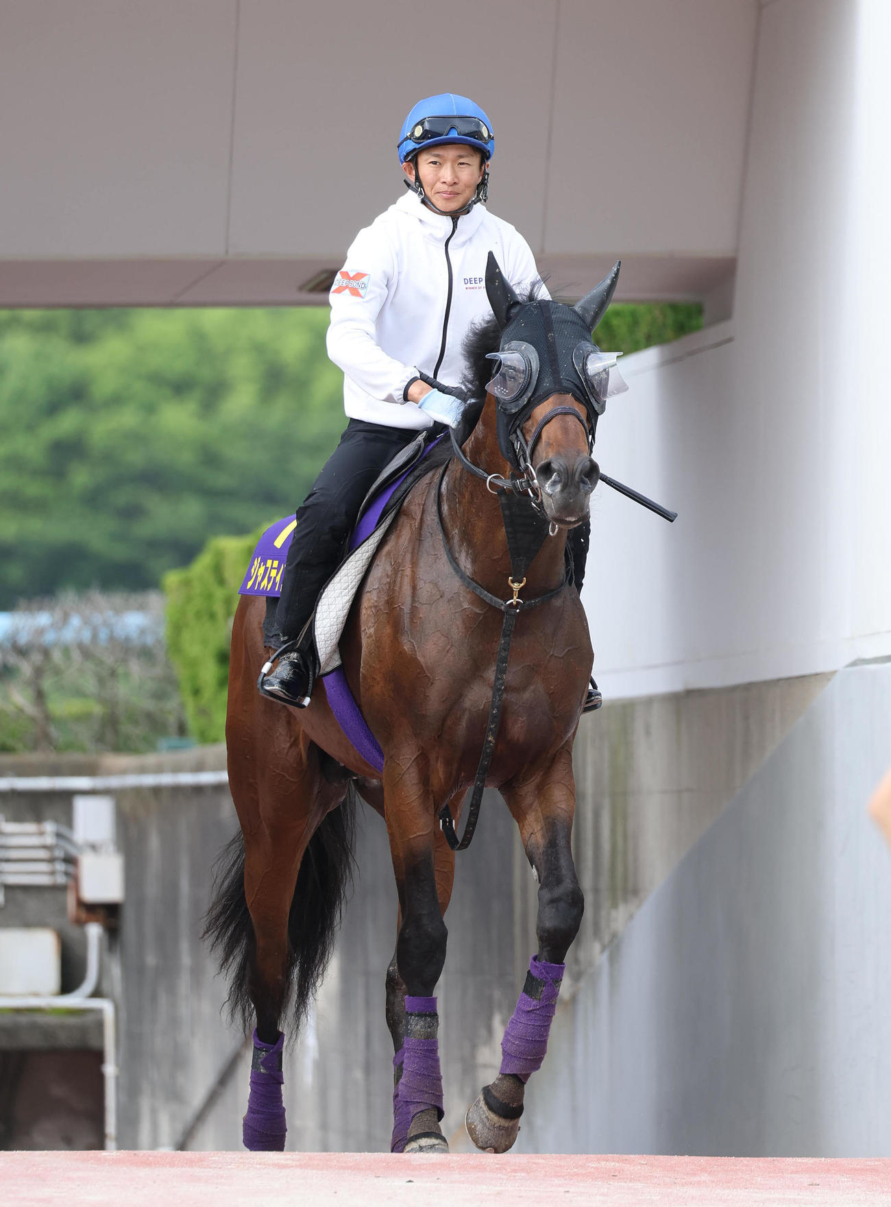 荻野琢騎手を背に調教から引き揚げるジャスティンミラノ（撮影・白石智彦）