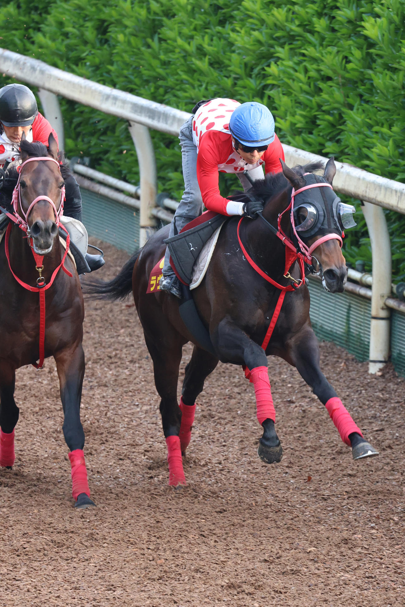 田中健騎手が騎乗し（レースは岩田望）、併せ馬に先着するラヴァンダ（右）
