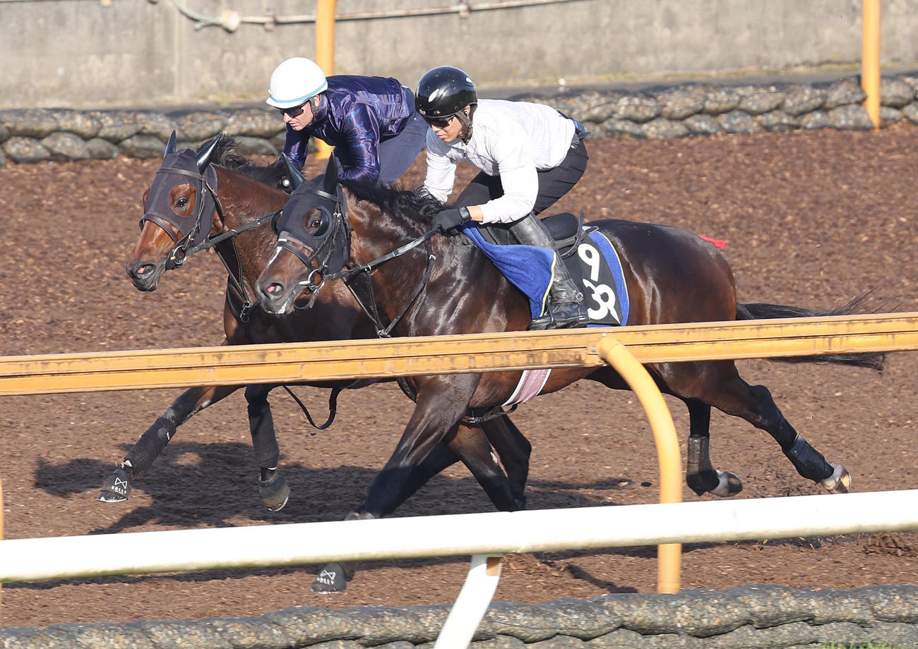 M・デムーロ騎手を背にCウッドをフェンダー（右）と併せ馬で追い切るタガノエルピーダ（撮影・白石智彦）