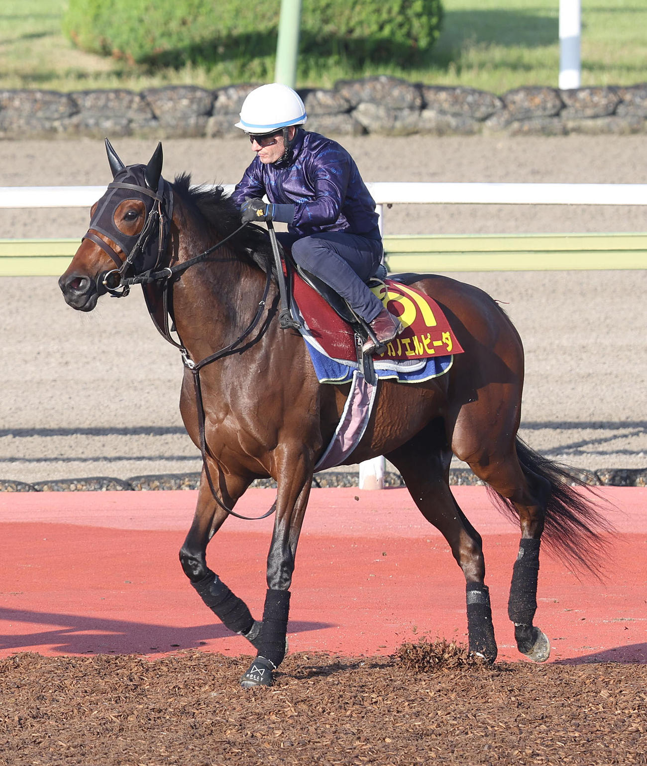 M・デムーロ騎手を背に馬場入りするタガノエルピーダ（撮影・白石智彦）