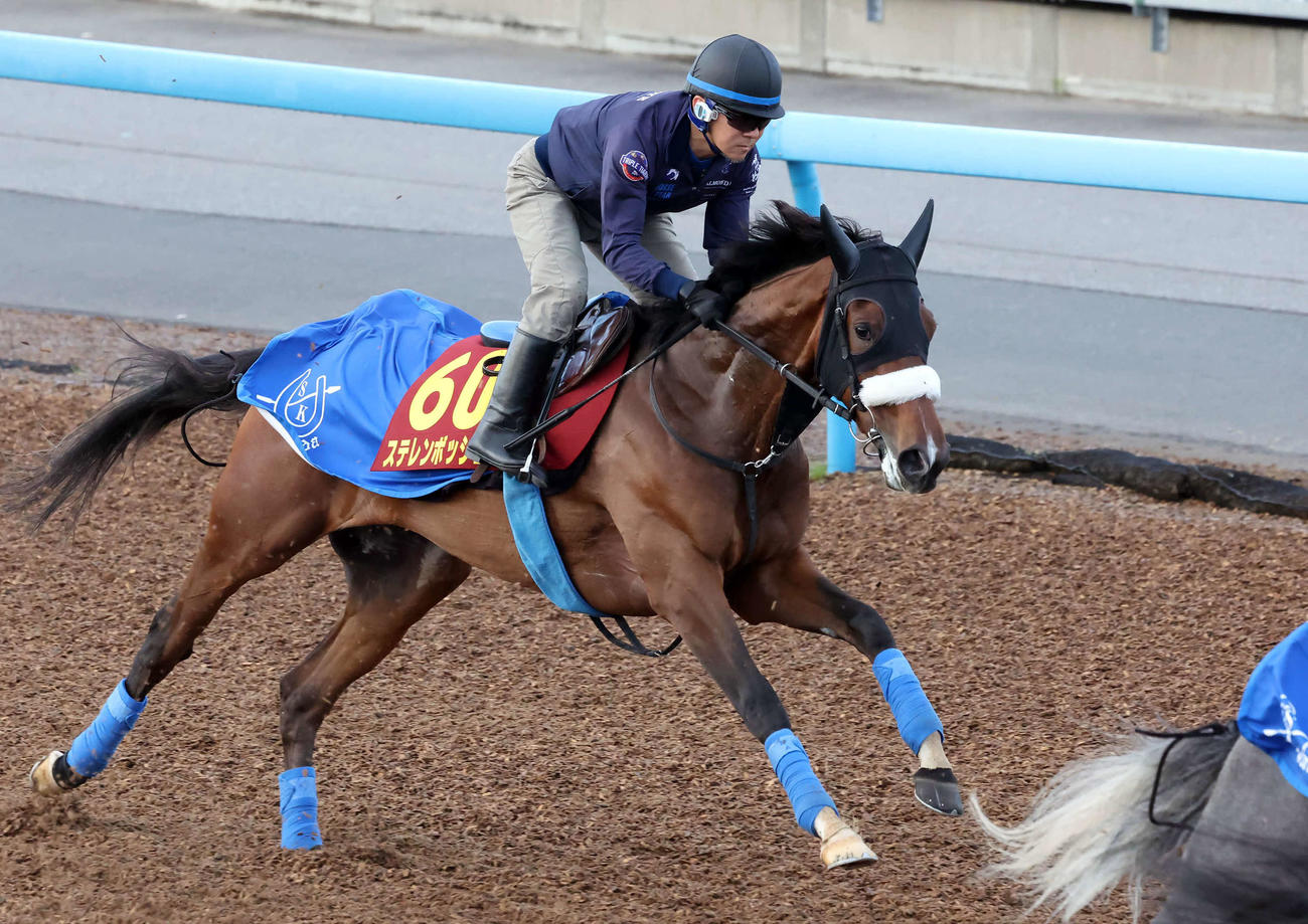 ステレンボッシュは美浦ウッドで追い切られた（撮影・丹羽敏通）