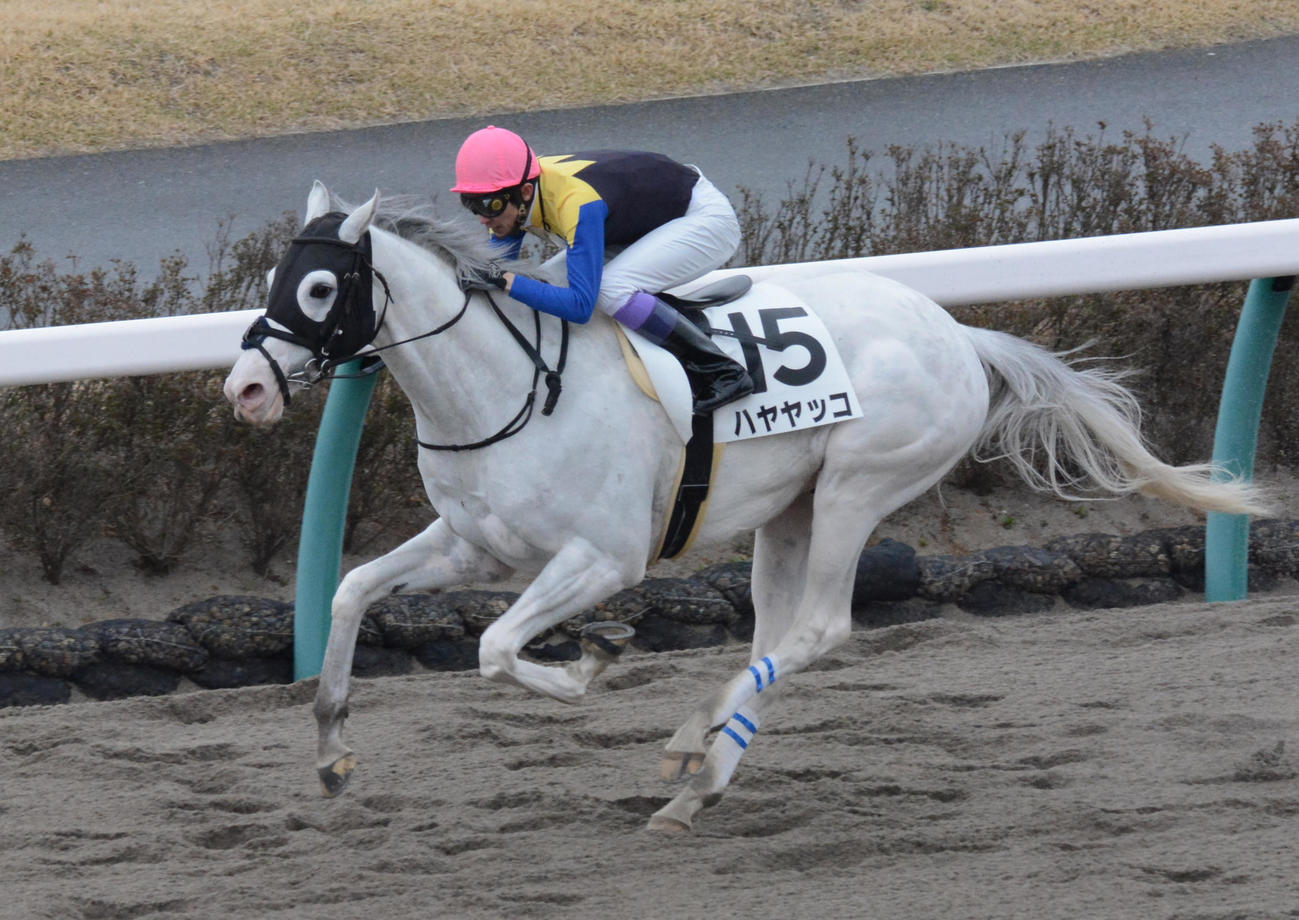 3歳500万戦を快勝したハヤヤッコと武豊騎手（2019年3月23日撮影）