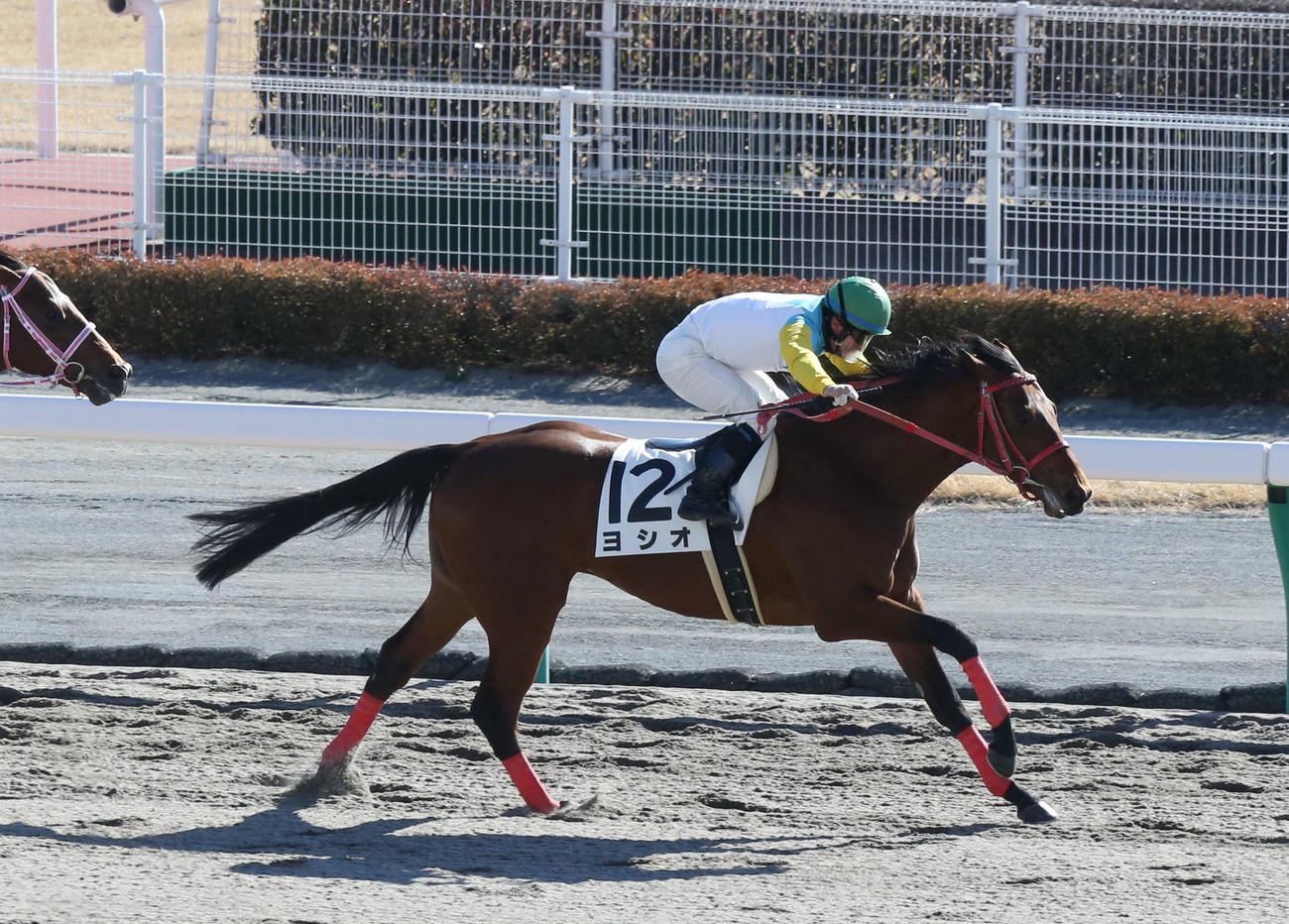 3歳未勝利を制したヨシオと内田博幸騎手（2016年1月24日撮影）