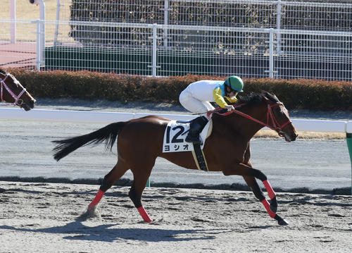 ヨシオが病気のため11歳で息を引き取る 福島競馬場で誘導馬として活躍