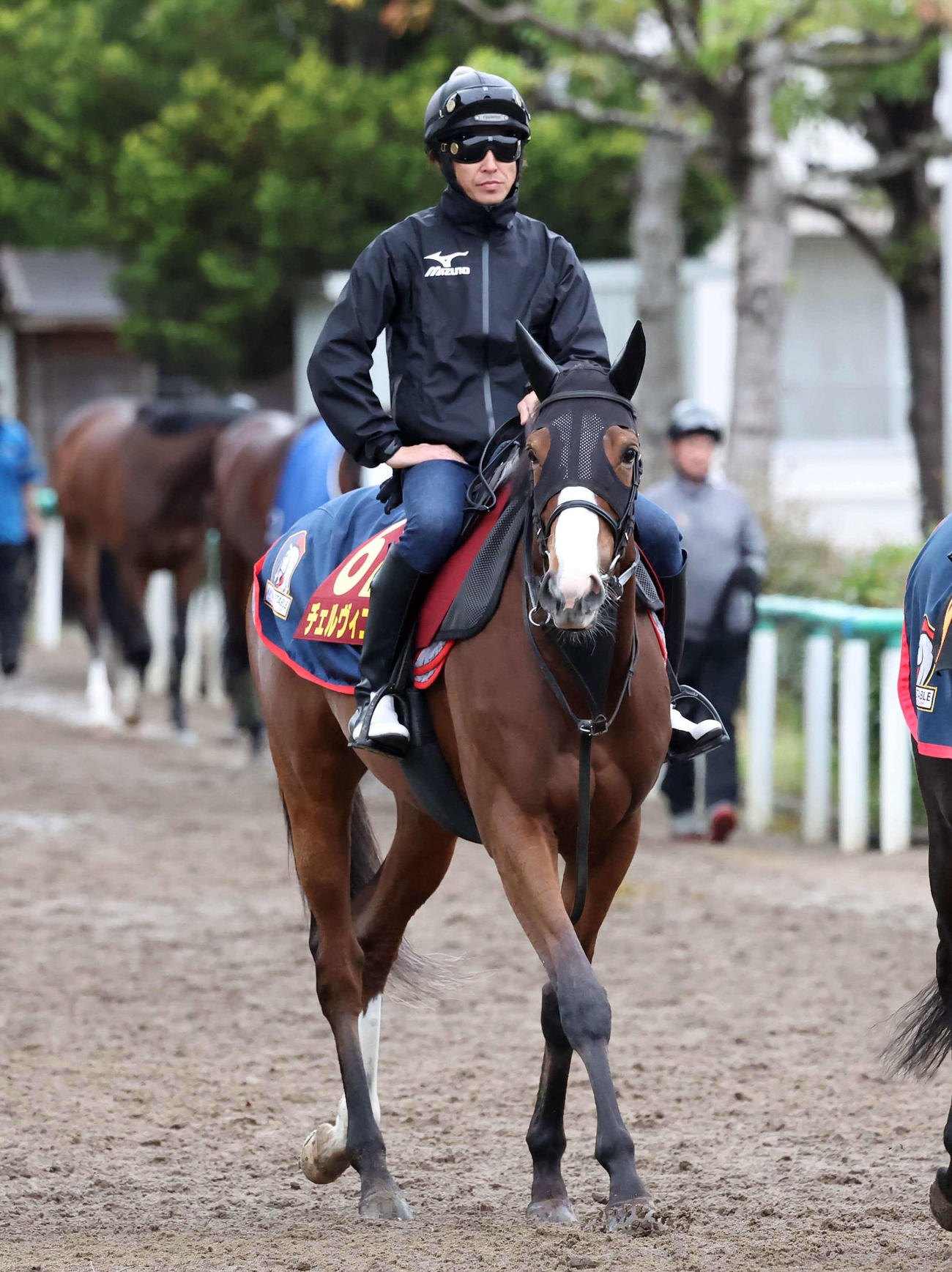 馬場へ向かうチェルヴィニア（5月9日撮影）