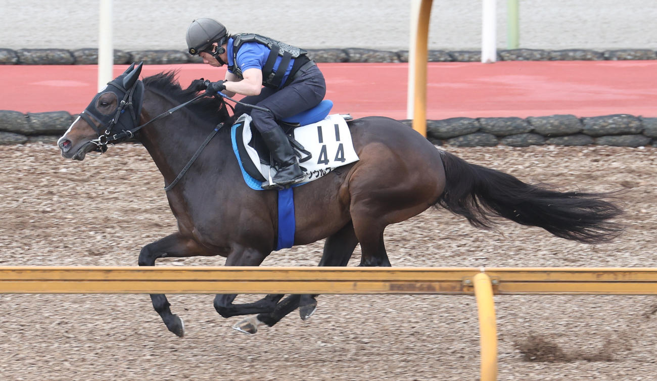 Cウッドで2週前追い切りを行ったソウルラッシュ