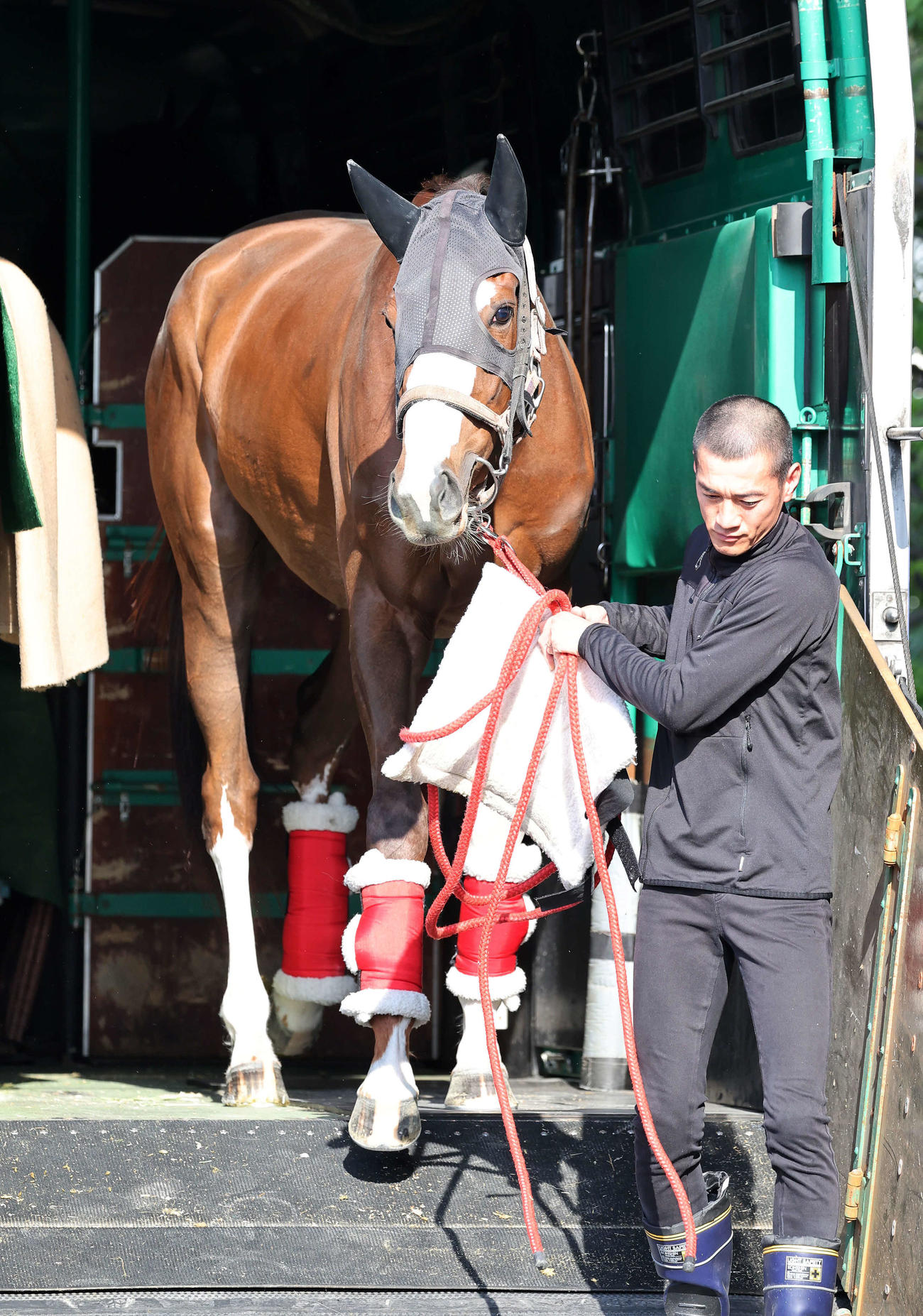 東京競馬場に到着したスウィープフィート（撮影・鈴木正人）