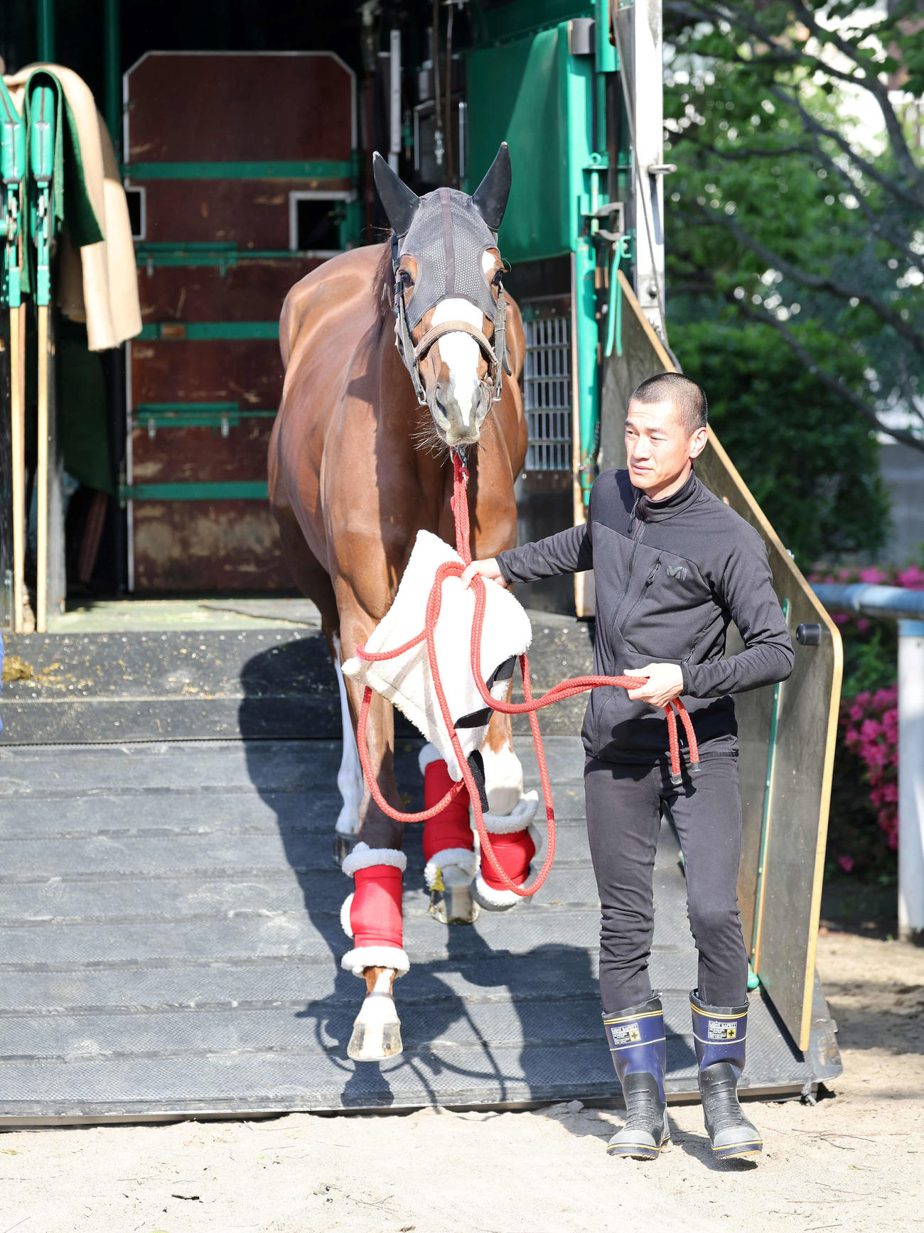 東京競馬場に到着し馬運車から降りるスウィープフィート（撮影・鈴木正人）