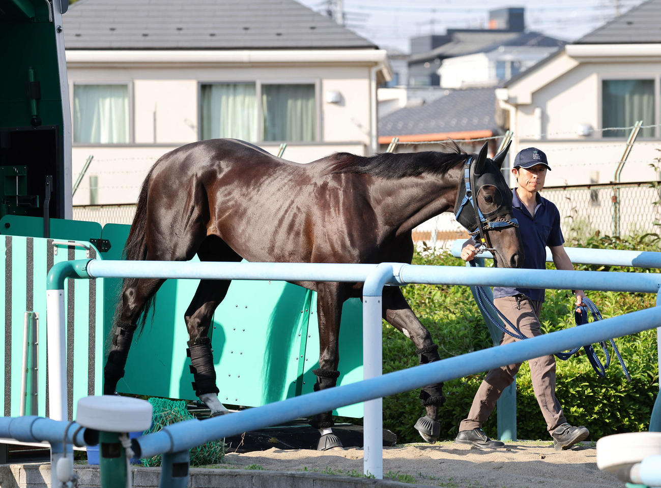 東京競馬場に到着したライトバック（撮影・鈴木正人）