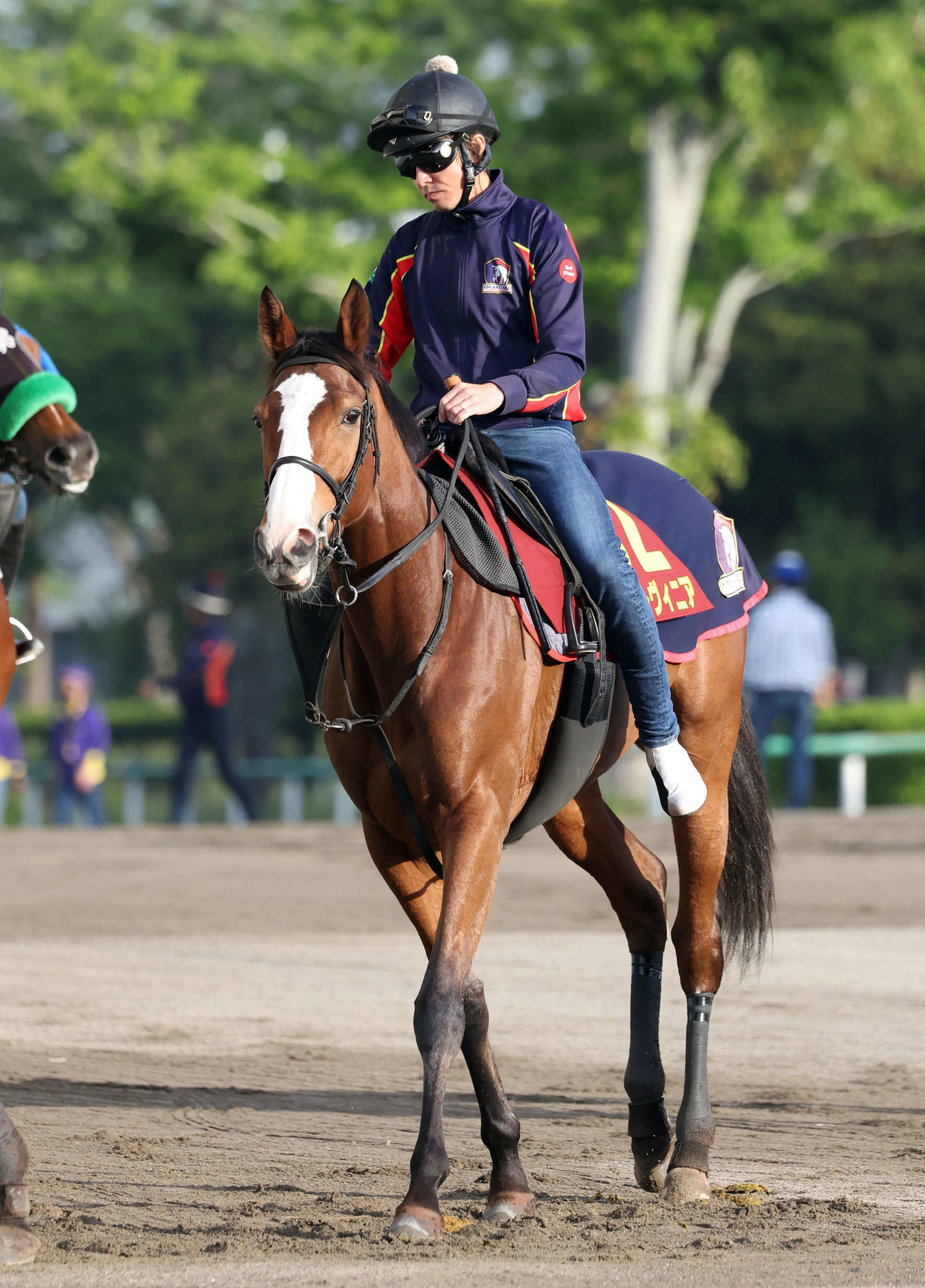 馬場へ向かうチェルヴィニア（2024年5月15日撮影）