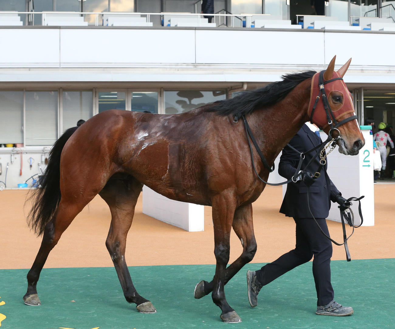 サトノグレイト（2024年1月27日撮影）