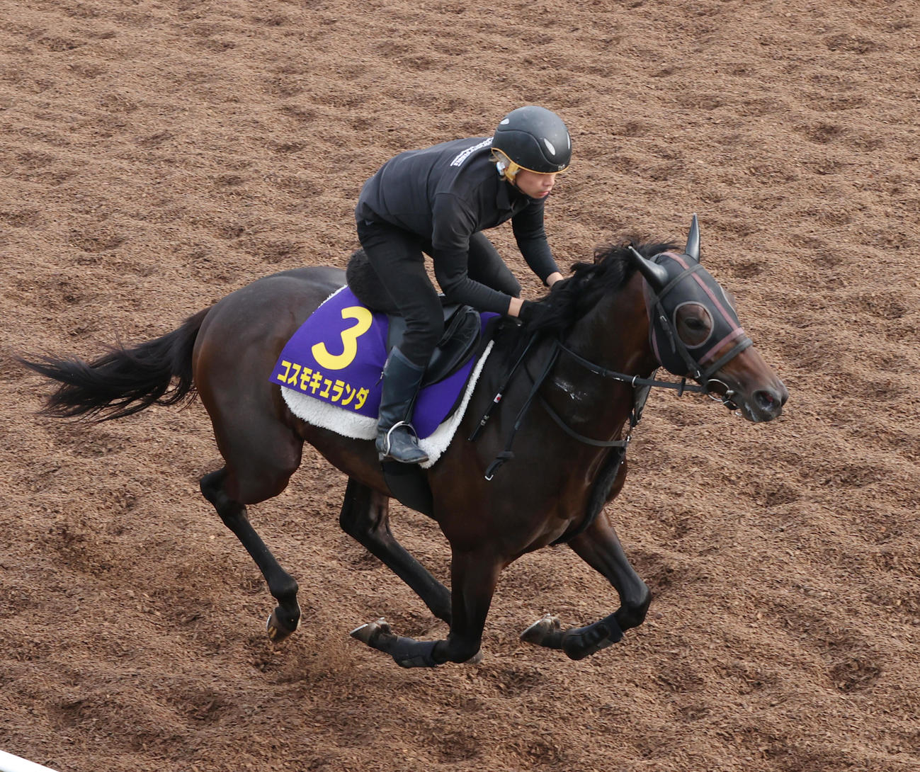 坂路で調整するコスモキュランダ（撮影・柴田隆二）