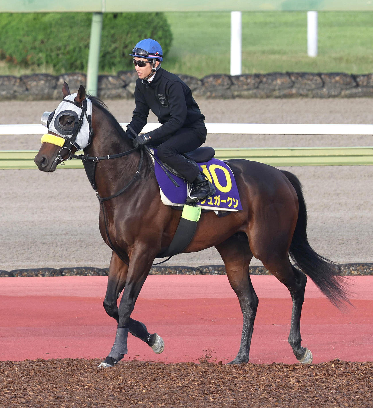 15日、武豊騎手を背に馬場入りするシュガークン