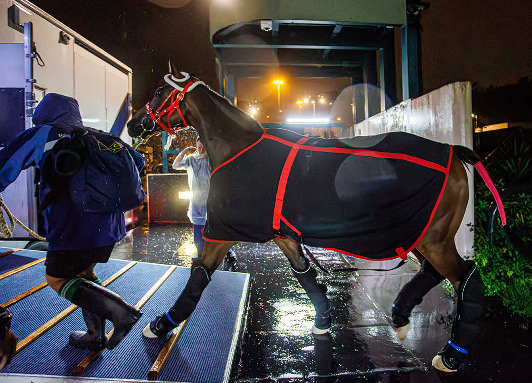 日本へ向け、出発するロマンチックウォリアー（C）The Hong Kong Jockey Club