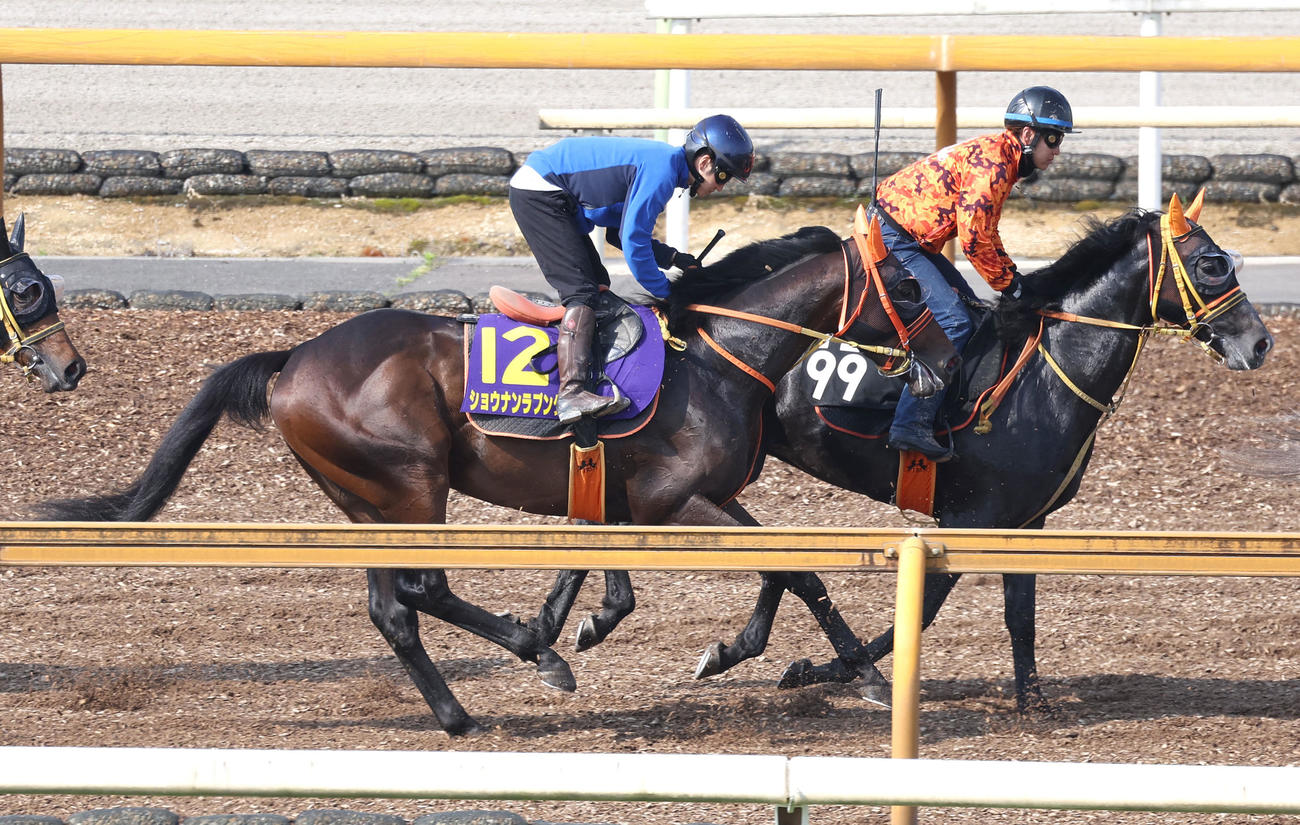 鮫島駿騎手を背にCウッドでキャンター調整するショウナンラプンタ（撮影・白石智彦）