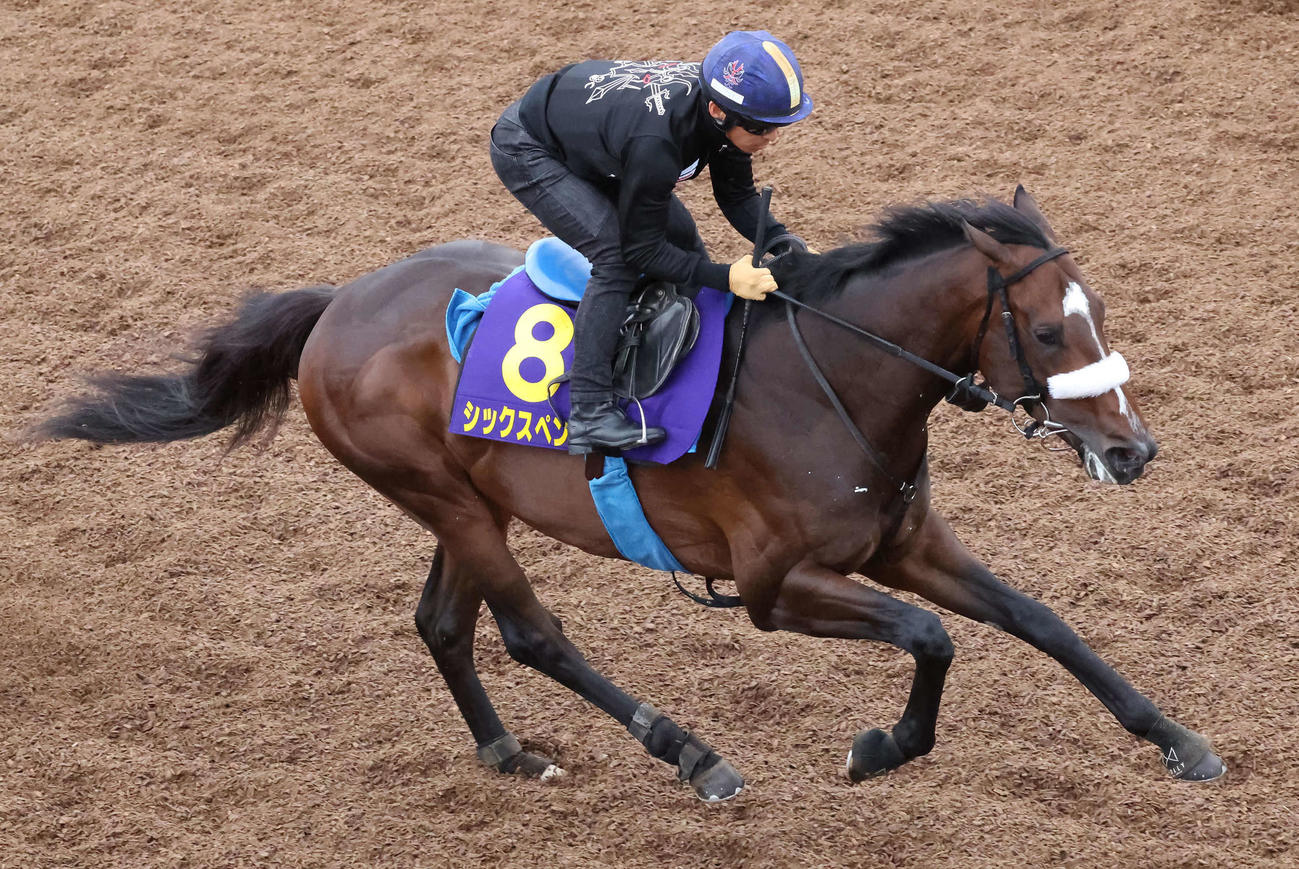 シックスペンスは川田騎手を背に美浦坂路を力強いフットワークで駆け上がった（撮影・丹羽敏通）
