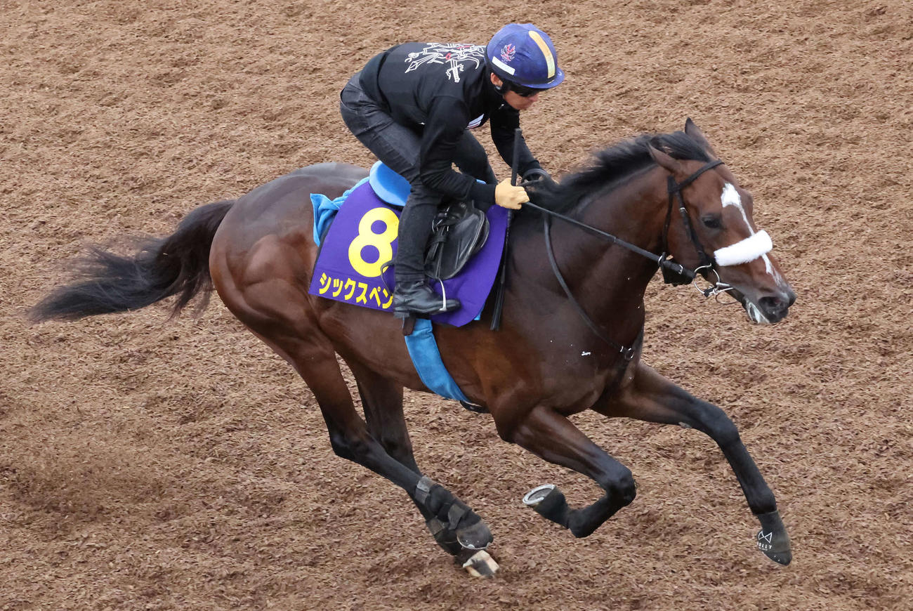 シックスペンスは川田騎手を背に美浦坂路を力強いフットワークで駆け上がった（撮影・丹羽敏通）
