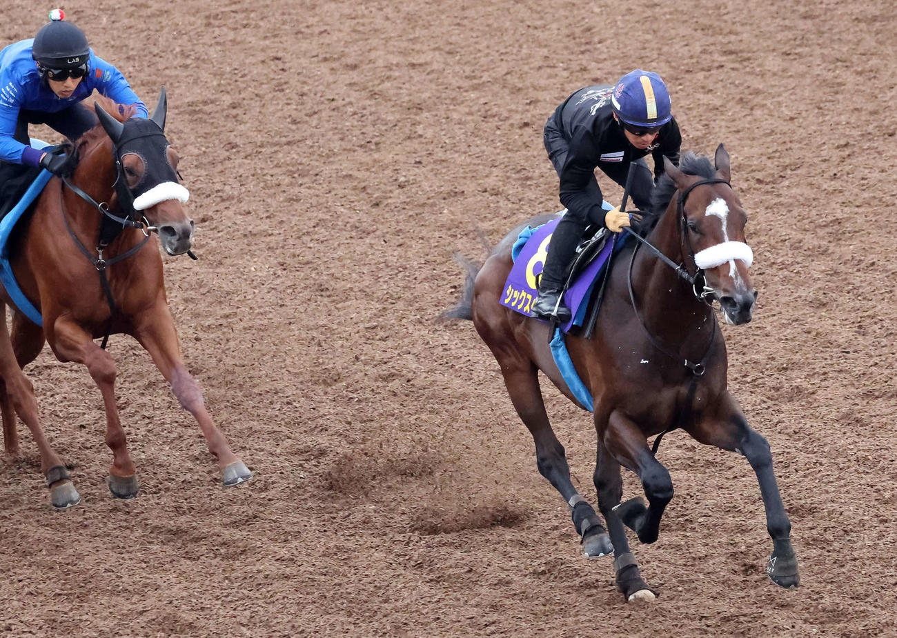 シックスペンス（右）は川田騎手を背に美浦坂路で追い切られ、僚馬を並ぶ間もなく突き放した