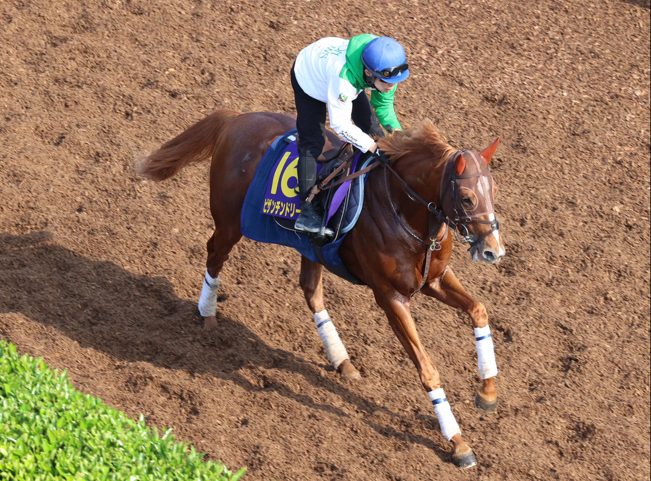 西村淳也騎手を背に坂路を駆け上がるビザンチンドリーム