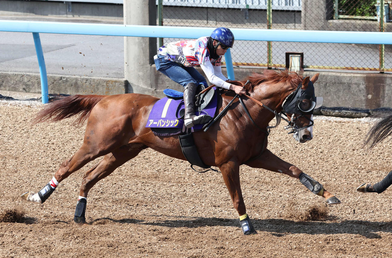 アーバンシックは横山武騎手を背に美浦ウッドで追い切られた（撮影・丹羽敏通）