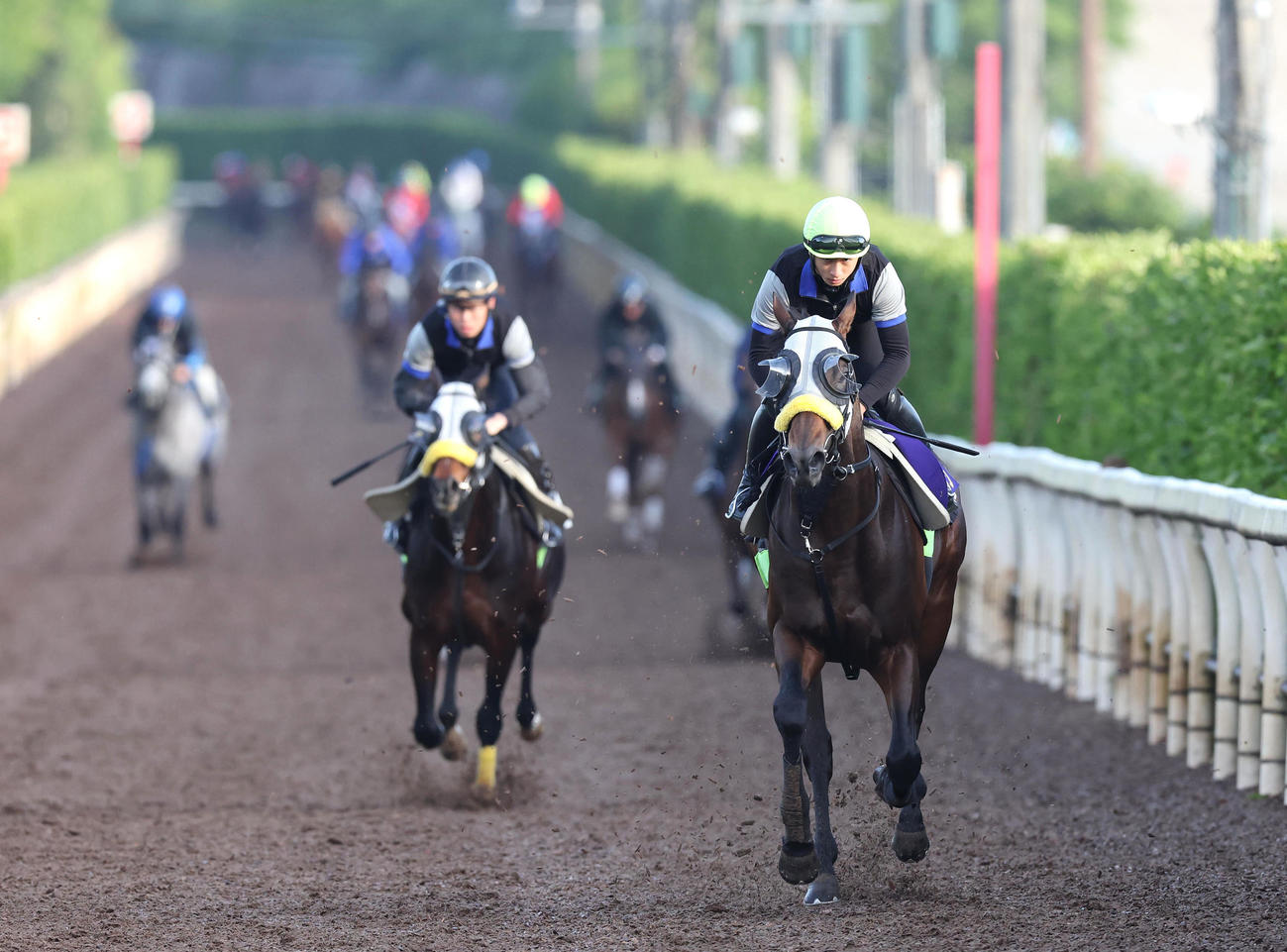 吉村騎手を背に坂路を単走で追い切るシュガークン（右）（撮影・白石智彦）