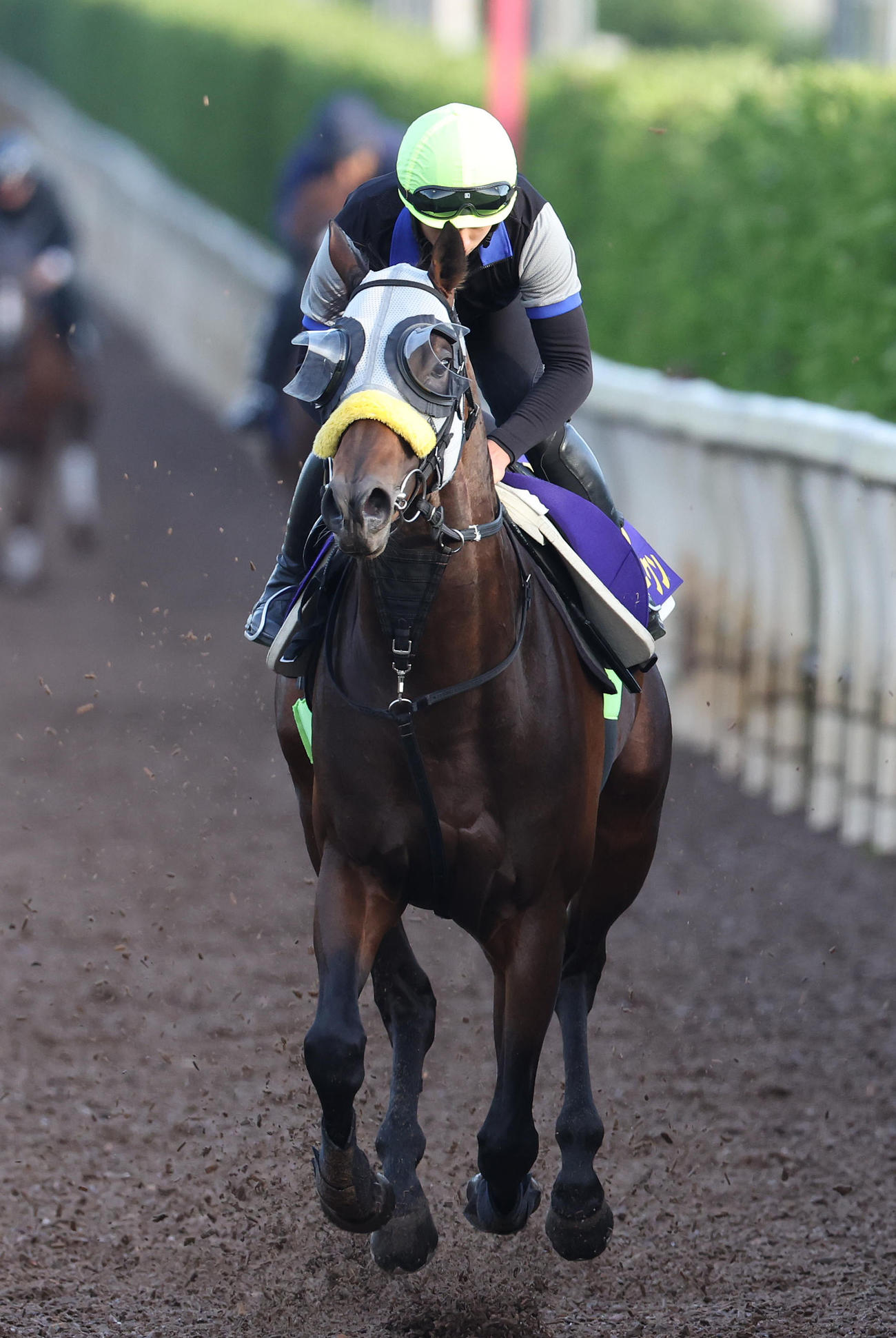 吉村騎手を背に坂路を単走で追い切るシュガークン（撮影・白石智彦）