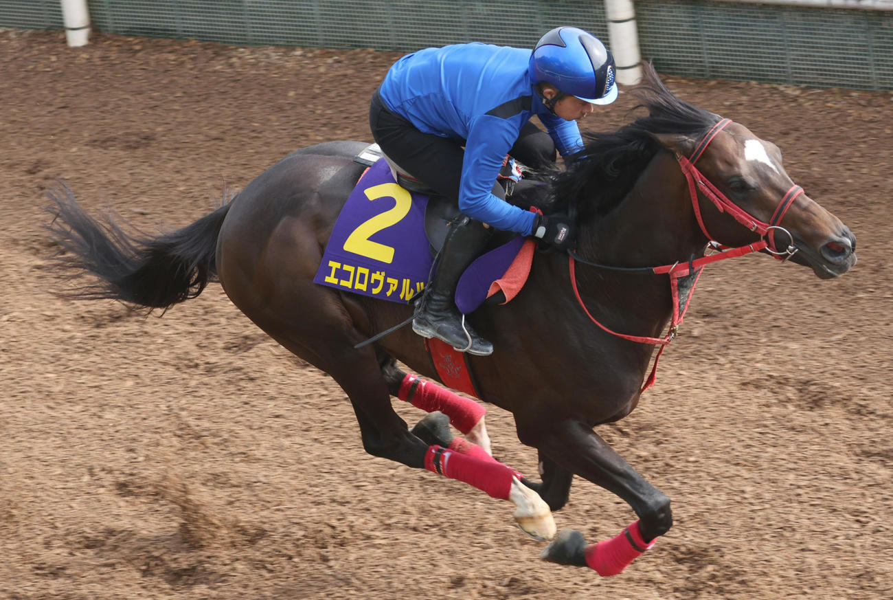 岩田康騎手を背に坂路で追い切るエコロヴァルツ