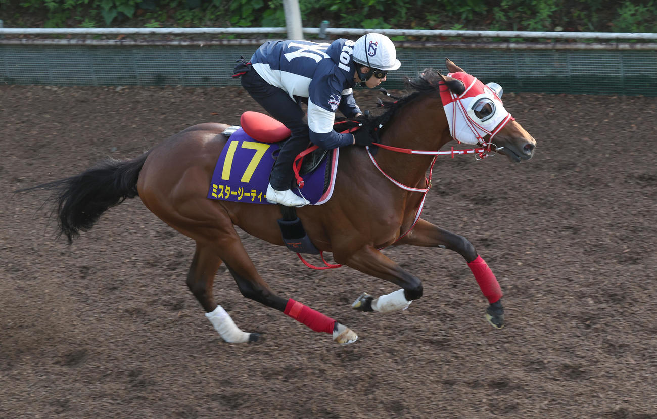 藤岡騎手を背に坂路で追い切るミスタージーティー