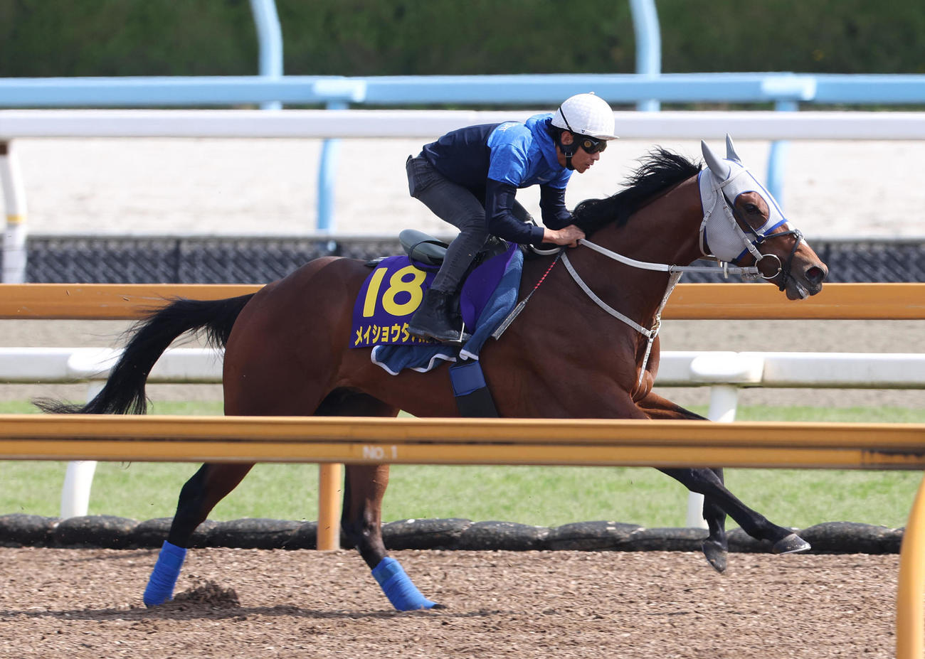 浜中騎手を背にCウッドを単走で追い切るメイショウタバル（撮影・白石智彦）