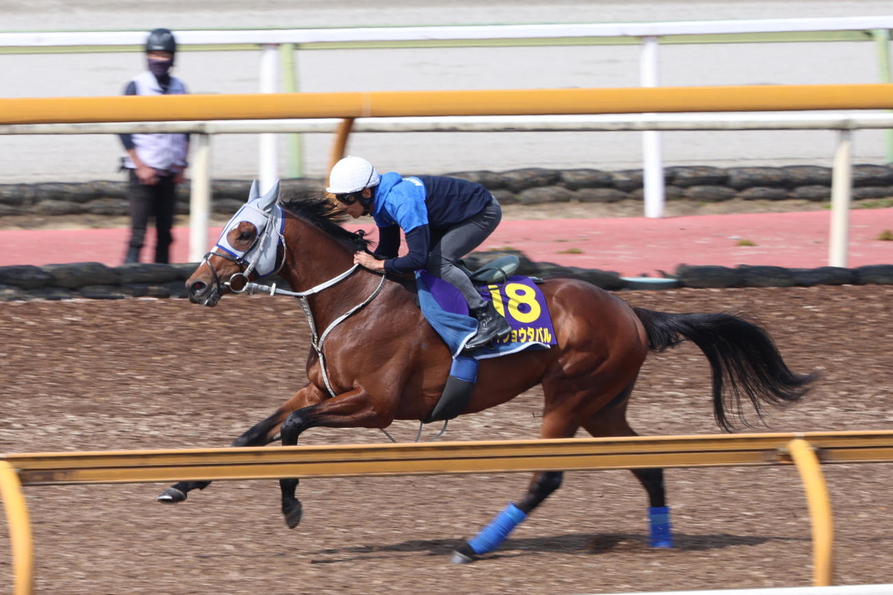 浜中俊騎手が騎乗し、Cウッドコース単走で脚を伸ばしたメイショウタバル