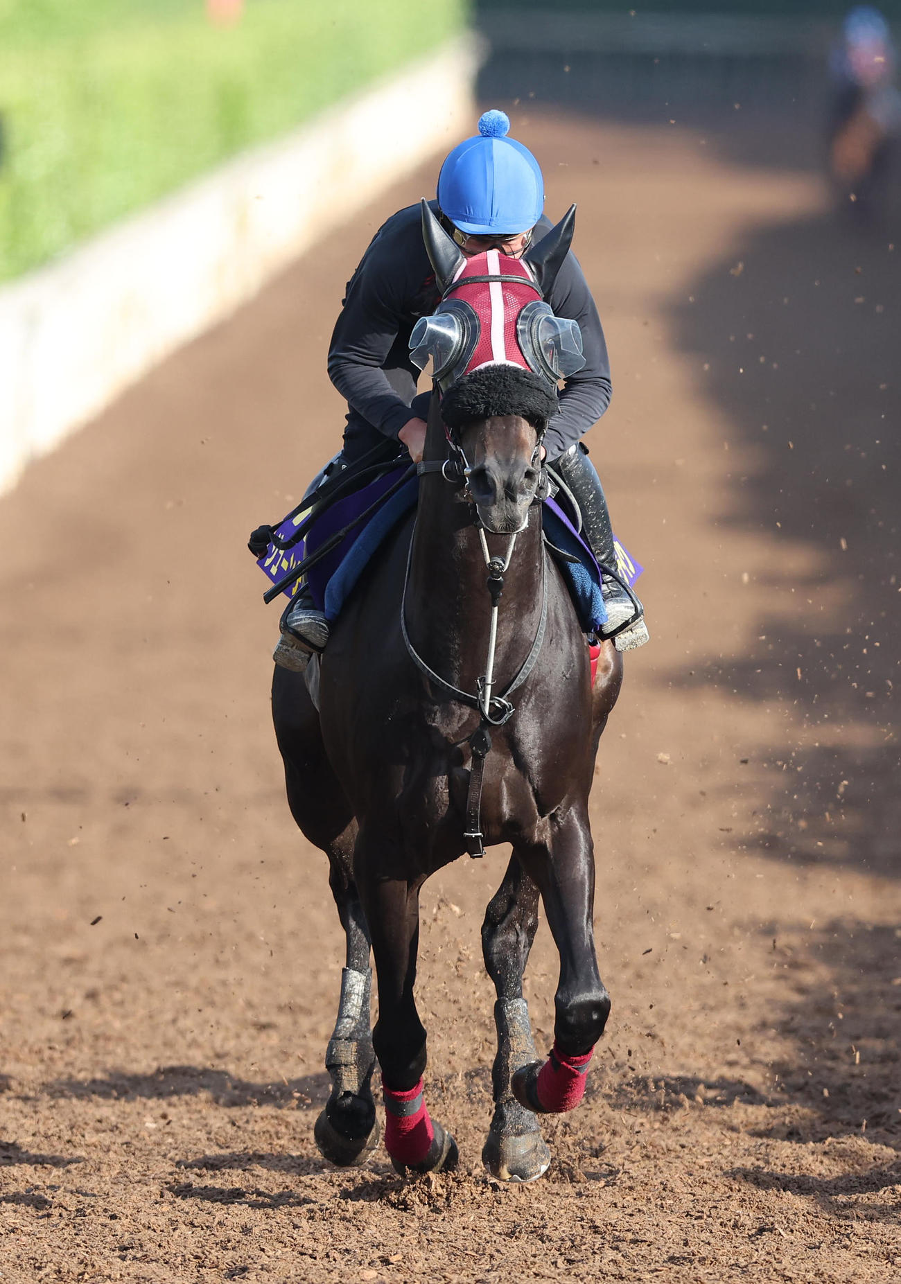 岩田望騎手を背に坂路を併せ馬で追い切るジューンテイク（撮影・白石智彦）