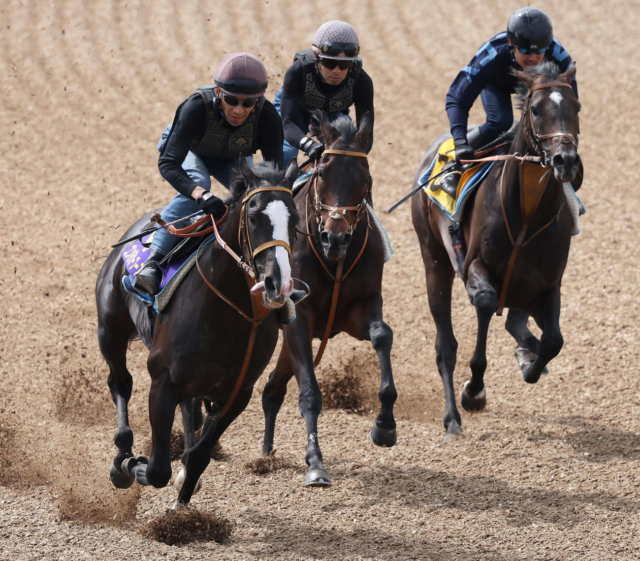ゴンバデカーブース（左）は美浦ウッドを3頭併せで追い切られた（撮影・丹羽敏通）