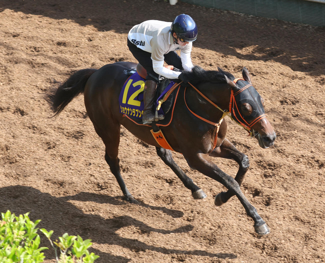 鮫島克駿騎手を背に坂路で追い切るショウナンラプンタ