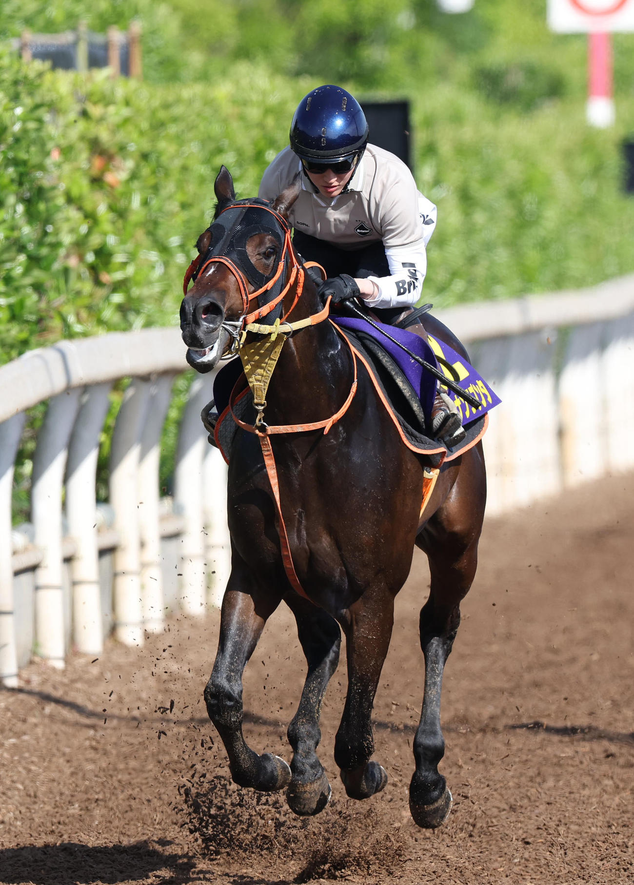 鮫島駿騎手を背に坂路を単走で追い切るショウナンラプンタ（撮影・白石智彦）