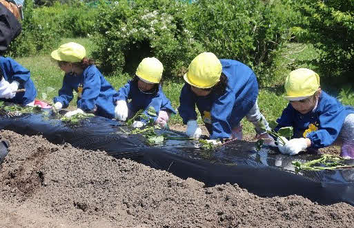 水沢競馬場でさつまいもの苗植え体験会が行われた（写真提供・岩手県競馬組合）