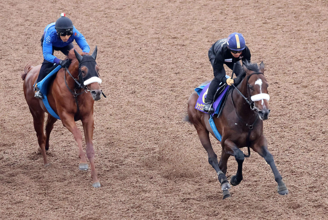 シックスペンス（右）は川田騎手を背に美浦坂路で追い切られ、僚馬を並ぶ間もなく突き放した（撮影・丹羽敏通）