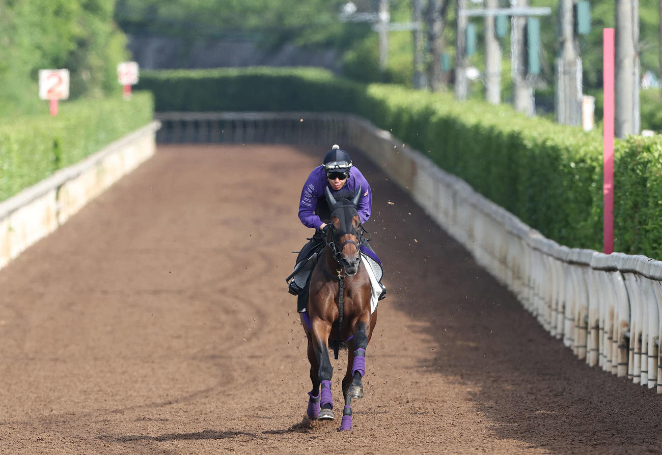 坂路を単走で追い切るジャスティンミラノ（撮影・白石智彦）