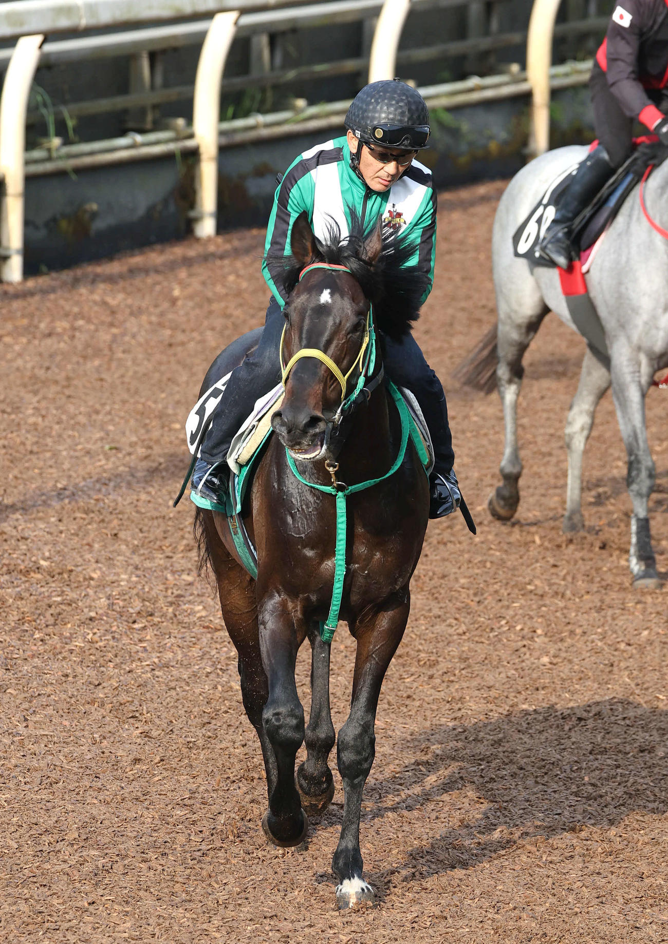 坂路でキャンター調整するマイネルウィルトス（撮影・白石智彦）