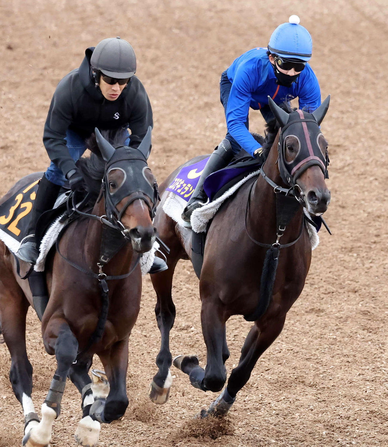 コスモキュランダ（右）（2024年5月22日撮影）